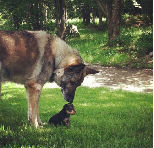 Dogs