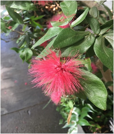 Spiked Flower