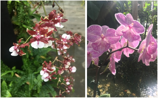 Orchids