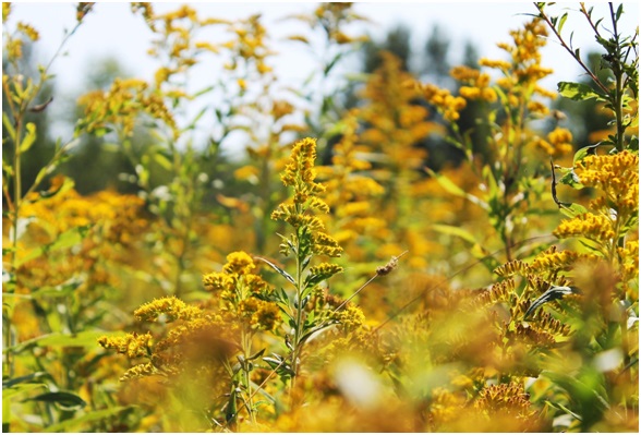 Fields of Gold